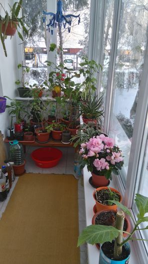 DSC_0016 - Flori apartament