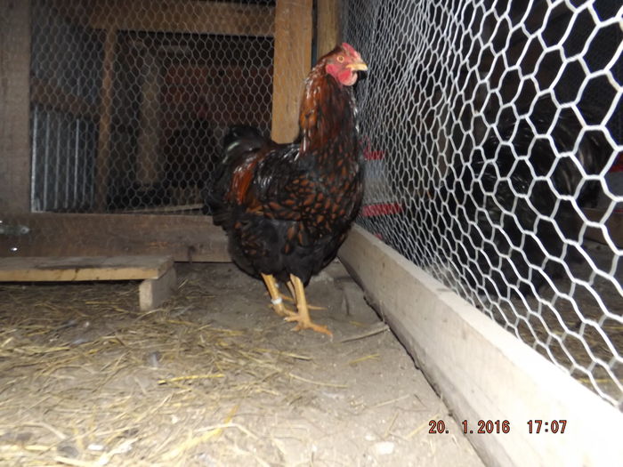 DSCF7531 - Wyandotte rosu negru bordurat