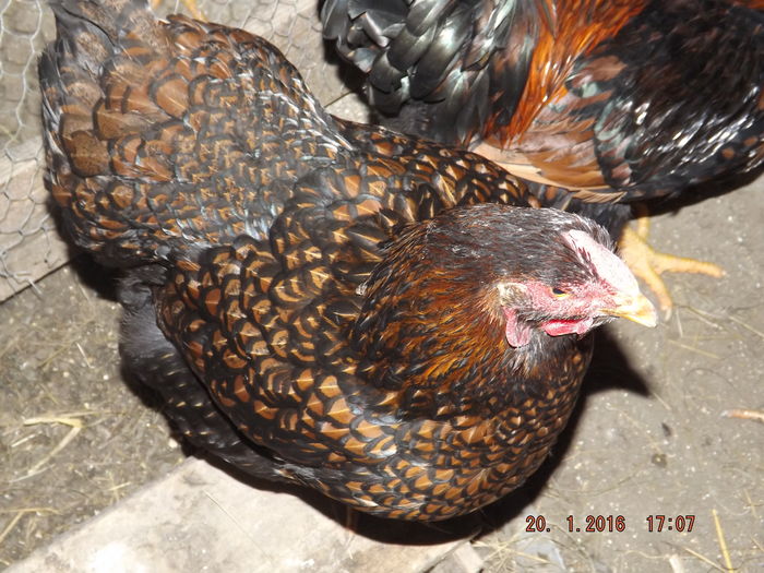 DSCF7533 - Wyandotte rosu negru bordurat