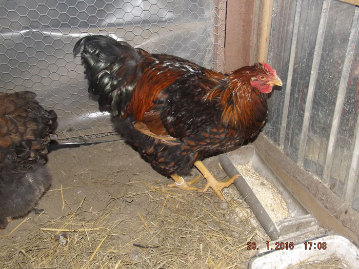 DSCF7542 - Wyandotte rosu negru bordurat
