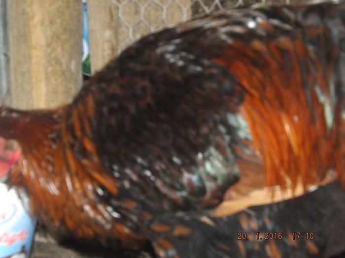 DSCF7556 - Wyandotte rosu negru bordurat