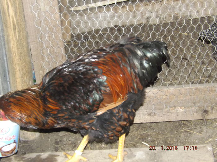 DSCF7560 - Wyandotte rosu negru bordurat