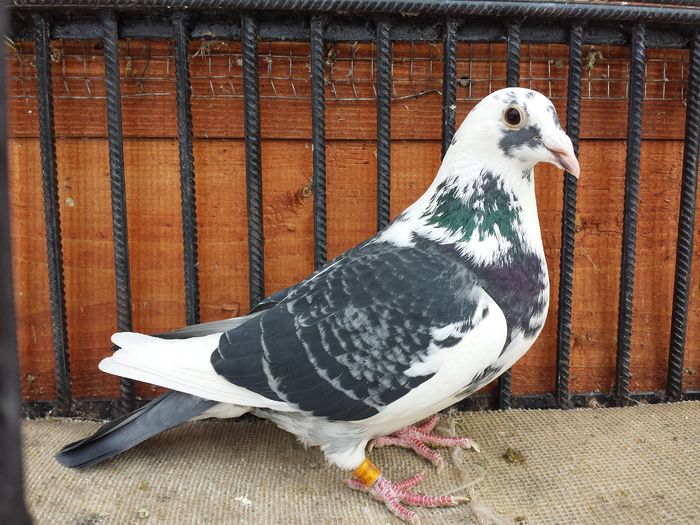 20160120_132153 - E-Amintiri