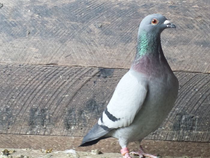 wegen-aarden - E-Amintiri