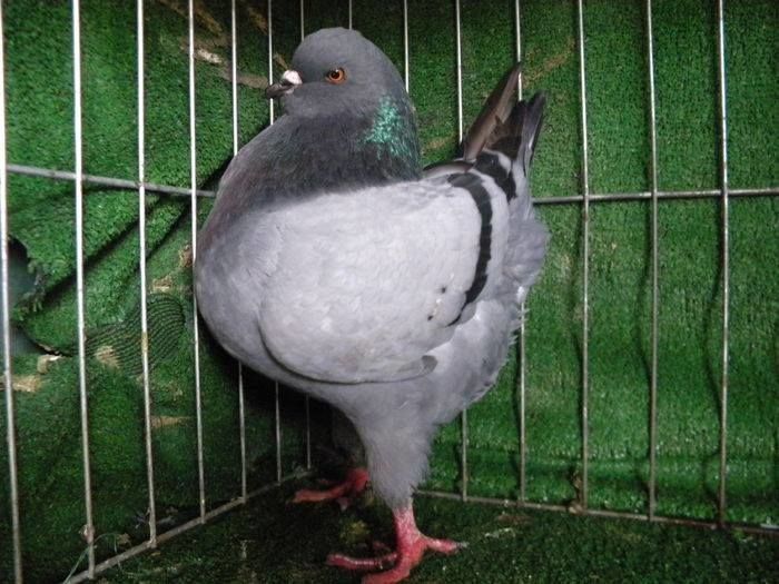 12571355_958855890819079_295640311_n