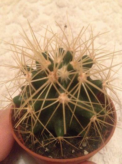 image - CACTUSI rog identificare