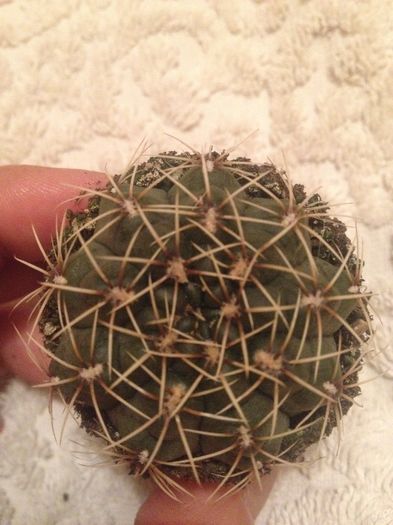 image - CACTUSI rog identificare