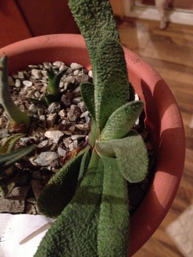 Gasteria glomerata