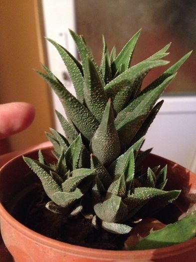 Haworthia tortuosa - haworthia