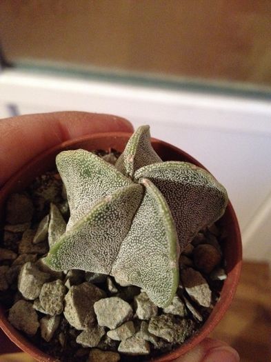image - CACTUSI rog identificare