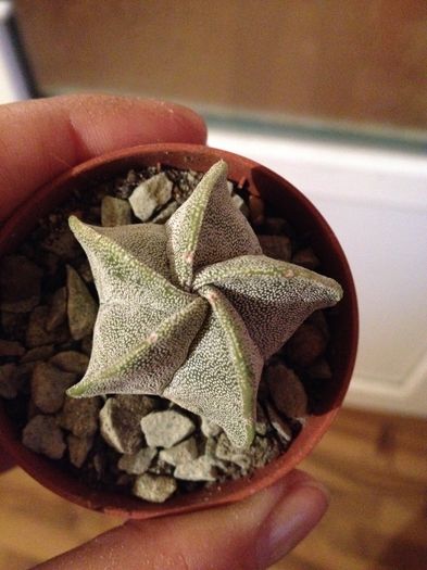 image - CACTUSI rog identificare