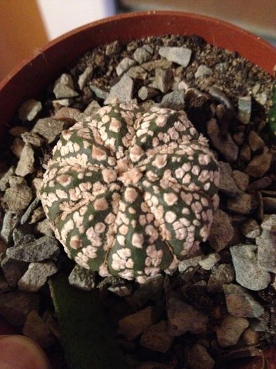 Astro asterias superkabuto - CACTUSI rog identificare