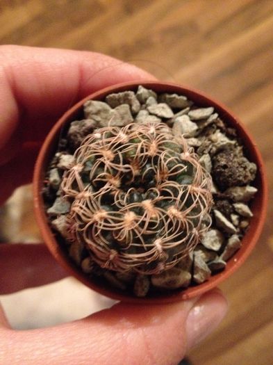 Gymnocalcium parvulums - CACTUSI rog identificare