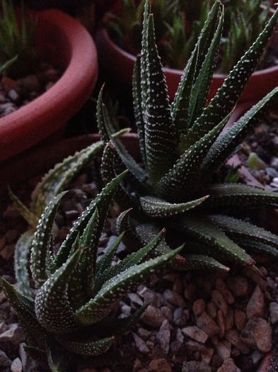 Haworthia attenuata