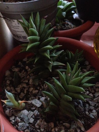 Haworthia viscosa