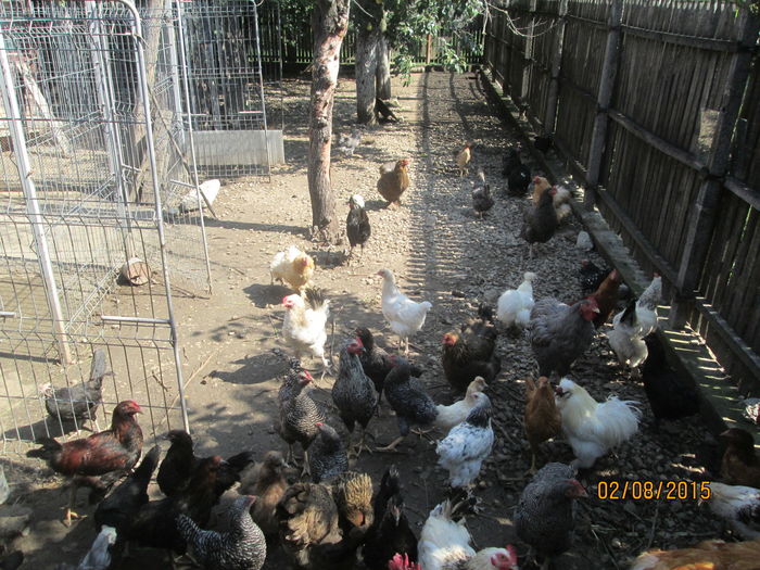 IMG_9620 - Crescatorie pasari si animale vara 2015