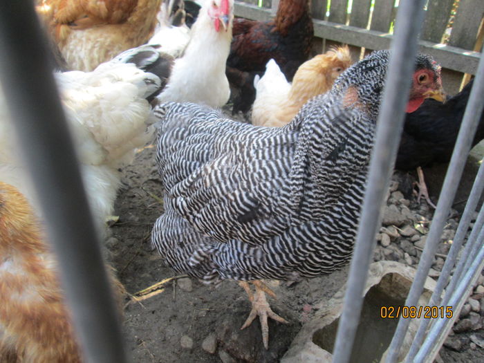 IMG_9622 - Crescatorie pasari si animale vara 2015