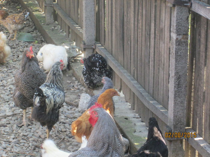IMG_9625 - Crescatorie pasari si animale vara 2015