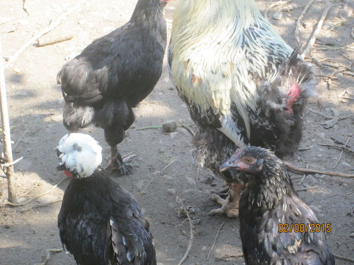 IMG_9626 - Crescatorie pasari si animale vara 2015