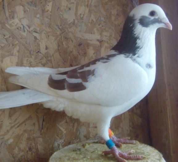 M-2015-600 - Porumbei voiajori