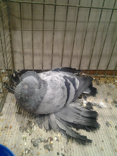 Tobosar German; Deutsche doppelkuppige Trommeltauben: blauschimmel mit schwarzen Binden
