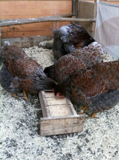 IMG_20160116_151726 - WYANDOTTE ROSU-ALBASTRU 2015-2016