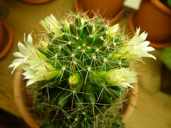 35 - Cactusi