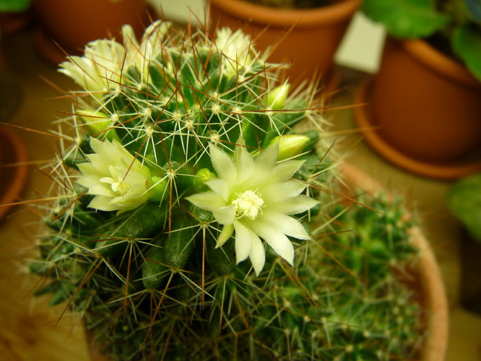 36 - Cactusi