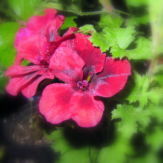Candy flower dark red; Muscata de tip Angels, curgatoare
