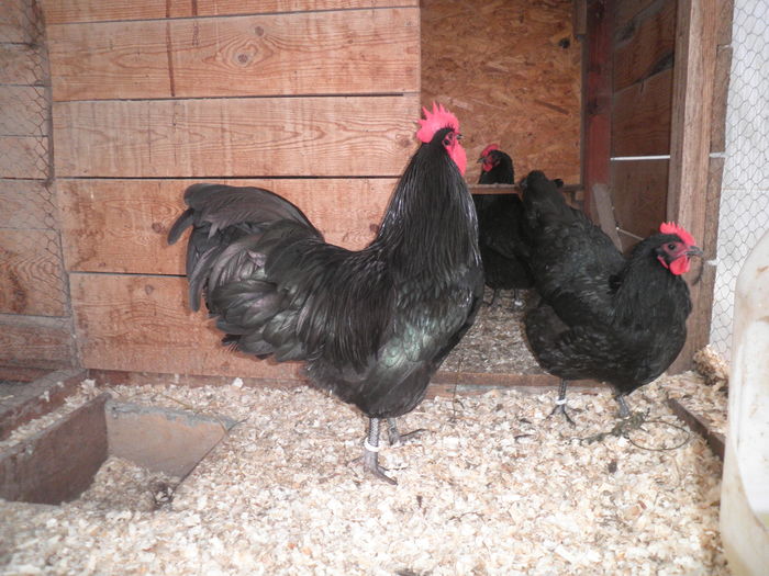 PC090019 - Australorp Negru