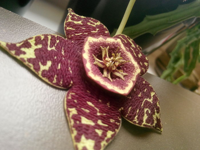 3 - Orbea variegata