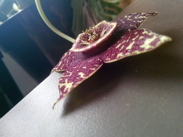 4 - Orbea variegata