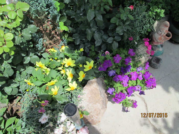 poze din gradina 013 - dor de vara si de flori mai ales