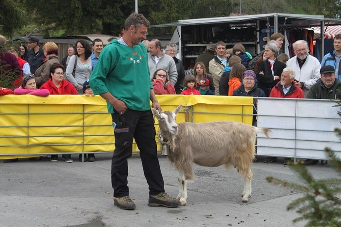 Capra Toggenburg deosebita-5 - Rase de oi si capre poze deosebite 10