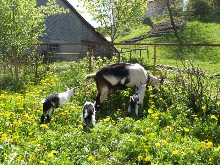 Caprita Paun cu trei iezi - Rase de oi si capre poze deosebite 10