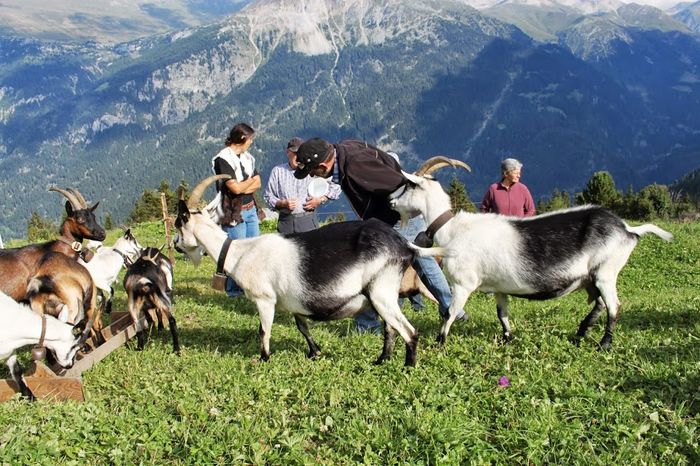 Frumuseti pe munte - Rase de oi si capre poze deosebite 10