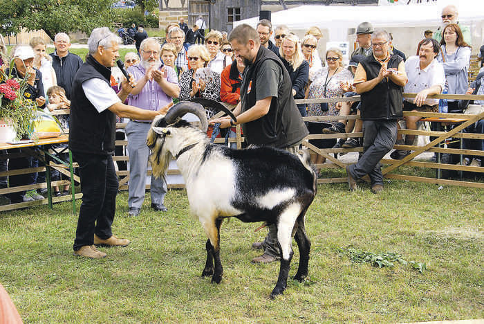 Tapul Paun in calduri - Rase de oi si capre poze deosebite 10