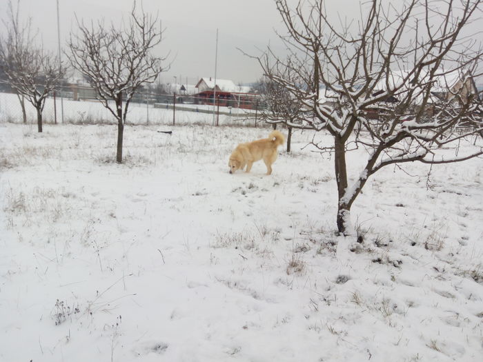 IMG_20160121_155350 - caini ciobanesti de bucovina care au fost sau sunt in proprietatea mea