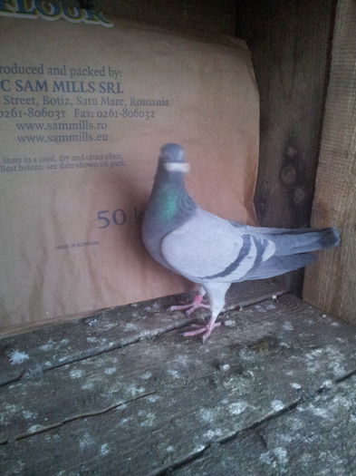 20160120_163720; m  2014 linia chiriac
