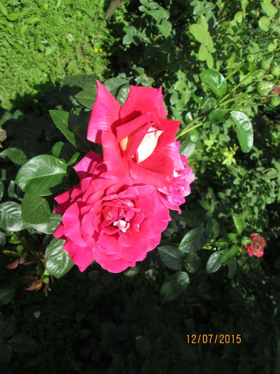 poze din gradina 038 - dor de vara si de flori mai ales