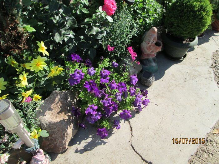 poze din gradina 051 - dor de vara si de flori mai ales