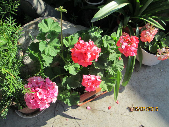 poze din gradina 052 - dor de vara si de flori mai ales