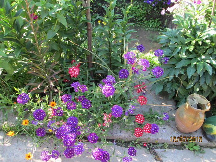poze din gradina 059 - dor de vara si de flori mai ales