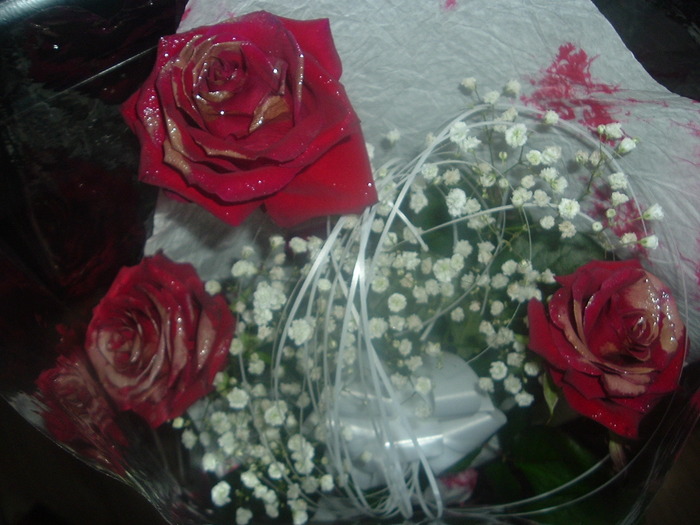 DSCF2012; Trandafiri
