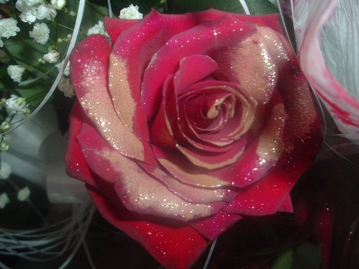 DSCF2015; Trandafiri
