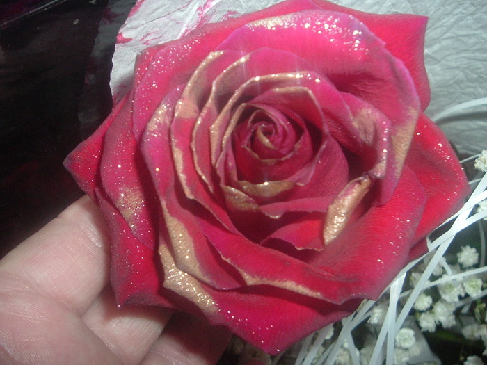 DSCF2016; Trandafiri
