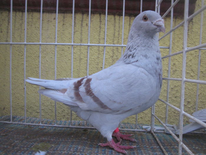 IMG_2741[1] - Voiajori standard argintii