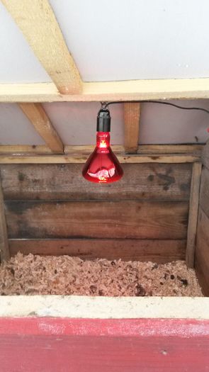 Frig. Am montat becuri în cuști.