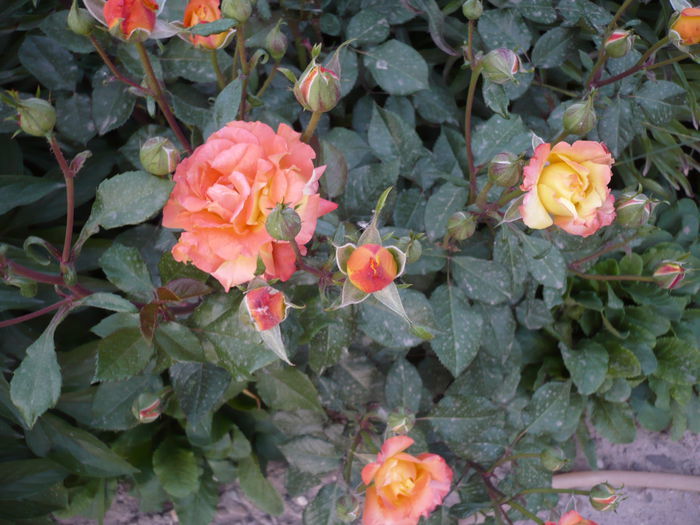 103526017 - floribunda rumba