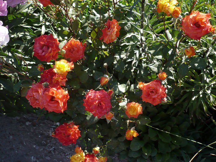 103526524 - floribunda rumba